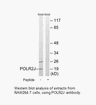 Product image for POLR2J Antibody