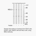 Product image for NEIL3 Antibody