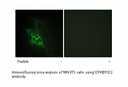 Product image for EPHB1/2/3 Antibody