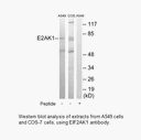 Product image for EIF2AK1 Antibody