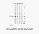 Product image for FOLR1 Antibody