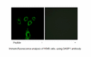 Product image for GASP1 Antibody