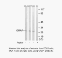 Product image for GRAP Antibody