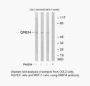 Product image for GRB14 Antibody