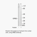 Product image for GRB2 Antibody