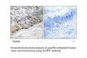Product image for GCHFR Antibody