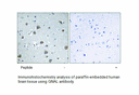 Product image for GNAL Antibody
