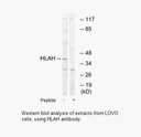 Product image for HLAH Antibody