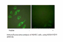 Product image for HOXA11/D11 Antibody