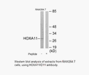 Product image for HOXA11/D11 Antibody