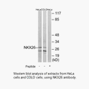 Product image for NKX26 Antibody