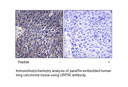 Product image for USP50 Antibody