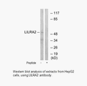 Product image for LILRA2 Antibody