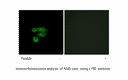 Product image for LY6E Antibody