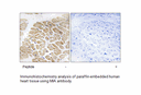 Product image for MIA Antibody