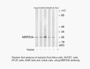 Product image for MRPS34 Antibody