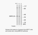 Product image for MRPL39 Antibody