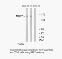 Product image for MRP7 Antibody