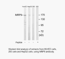Product image for MRP9 Antibody