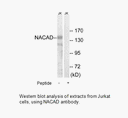 Product image for NACAD Antibody