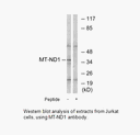 Product image for MT-ND1 Antibody