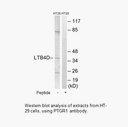 Product image for PTGR1 Antibody