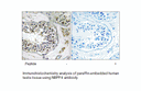 Product image for NBPF4 Antibody
