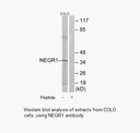 Product image for NEGR1 Antibody