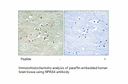 Product image for NPAS4 Antibody
