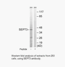 Product image for SEPT3 Antibody