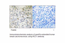 Product image for HCC1 Antibody