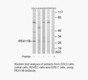 Product image for PEX11B Antibody