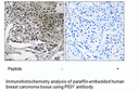 Product image for PIGY Antibody