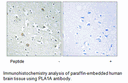 Product image for PLA1A Antibody
