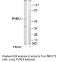 Product image for PVRL4 Antibody
