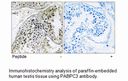Product image for PABPC3 Antibody
