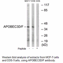 Product image for APOBEC3D/F Antibody