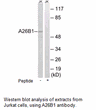 Product image for A26B1 Antibody
