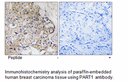 Product image for PART1 Antibody