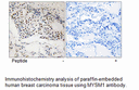 Product image for MYSM1 Antibody