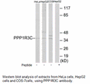 Product image for PPP1R3C Antibody
