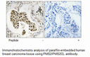 Product image for PMS2/PMS2CL Antibody