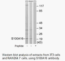 Product image for S100A16 Antibody