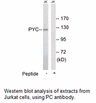 Product image for PC Antibody
