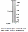 Product image for PDK2 Antibody