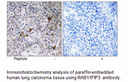 Product image for RAB11FIP3 Antibody