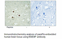 Product image for RAB3IP Antibody