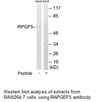 Product image for RAPGEF5 Antibody