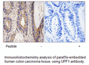 Product image for UPF1 Antibody