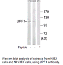 Product image for UPF1 Antibody